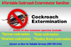 Affordable Cockroach Exterminator Hamilton Image